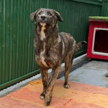 YAMIR, Hund, Mischlingshund in Rumänien - Bild 2