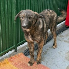 YAMIR, Hund, Mischlingshund in Rumänien - Bild 4