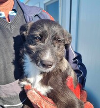 FILOU, Hund, Schnauzer-Mix in Rumänien - Bild 3