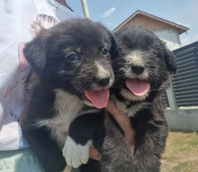 FILOU, Hund, Schnauzer-Mix in Rumänien - Bild 6