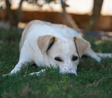 MORGANA, Hund, Mischlingshund in Italien - Bild 13