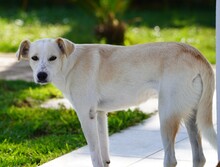 MORGANA, Hund, Mischlingshund in Italien - Bild 2