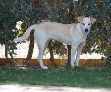 MORGANA, Hund, Mischlingshund in Italien - Bild 5