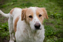 LENA, Hund, Mischlingshund in Kroatien - Bild 1