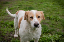 LENA, Hund, Mischlingshund in Kroatien - Bild 2