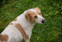 LENA, Hund, Mischlingshund in Kroatien - Bild 3