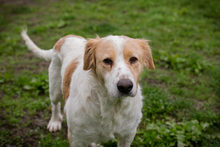 LENA, Hund, Mischlingshund in Kroatien - Bild 4