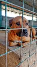 DARO, Hund, American Staffordshire Terrier in Slowakische Republik - Bild 1