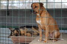 DARO, Hund, American Staffordshire Terrier in Slowakische Republik - Bild 4