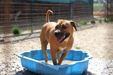 DARO, Hund, American Staffordshire Terrier in Slowakische Republik - Bild 5