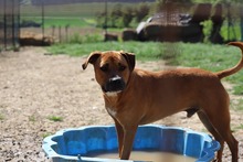 DARO, Hund, American Staffordshire Terrier in Slowakische Republik - Bild 6