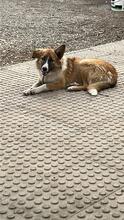 RUSTY, Hund, Mischlingshund in Spanien - Bild 12