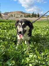 DAFNE, Hund, Mischlingshund in Griechenland - Bild 2