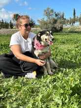 DAFNE, Hund, Mischlingshund in Griechenland - Bild 3