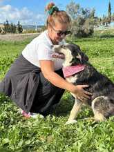 DAFNE, Hund, Mischlingshund in Griechenland - Bild 8