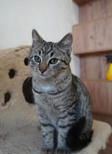 ROY, Katze, Europäisch Kurzhaar in Bulgarien - Bild 11