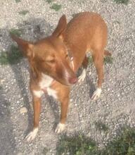 YENI, Hund, Podenco-Mix in Spanien - Bild 1