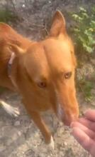 YENI, Hund, Podenco-Mix in Spanien - Bild 2