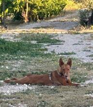 YENI, Hund, Podenco-Mix in Spanien - Bild 3