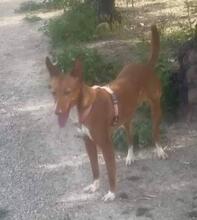 YENI, Hund, Podenco-Mix in Spanien - Bild 4