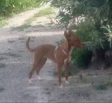 YENI, Hund, Podenco-Mix in Spanien - Bild 5