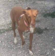 YENI, Hund, Podenco-Mix in Spanien - Bild 6