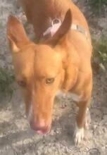 YENI, Hund, Podenco-Mix in Spanien - Bild 7