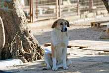 AURA, Hund, Mischlingshund in Griechenland - Bild 2