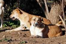 AURA, Hund, Mischlingshund in Griechenland - Bild 4