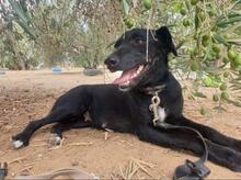 NANA, Hund, Mischlingshund in Spanien - Bild 3