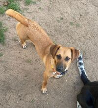 EDINA, Hund, Mischlingshund in Baiersdorf - Bild 10