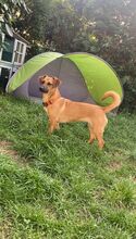 EDINA, Hund, Mischlingshund in Baiersdorf - Bild 11