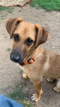 EDINA, Hund, Mischlingshund in Baiersdorf - Bild 12