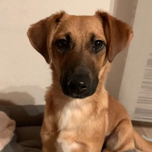 EDINA, Hund, Mischlingshund in Baiersdorf - Bild 13