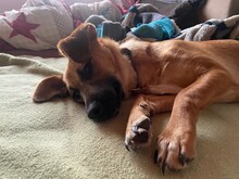 EDINA, Hund, Mischlingshund in Baiersdorf - Bild 14