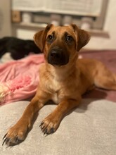 EDINA, Hund, Mischlingshund in Baiersdorf - Bild 15