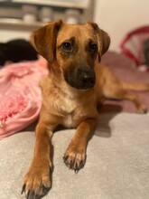 EDINA, Hund, Mischlingshund in Baiersdorf - Bild 16
