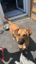 EDINA, Hund, Mischlingshund in Baiersdorf - Bild 8