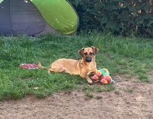 EDINA, Hund, Mischlingshund in Baiersdorf - Bild 9