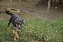 BOBITA, Hund, Mischlingshund in Ungarn - Bild 4