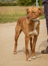 MERIDA, Hund, Mischlingshund in Ungarn - Bild 1