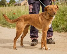 MERIDA, Hund, Mischlingshund in Ungarn - Bild 2