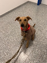 SAMMY, Hund, Whippet-Terrier-Mix in Ahrensfelde