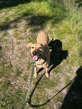 SAMMY, Hund, Whippet-Terrier-Mix in Ahrensfelde - Bild 3