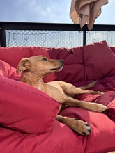 SAMMY, Hund, Whippet-Terrier-Mix in Ahrensfelde - Bild 4