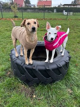 SAMMY, Hund, Whippet-Terrier-Mix in Ahrensfelde - Bild 5