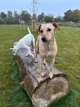 SAMMY, Hund, Whippet-Terrier-Mix in Ahrensfelde - Bild 6