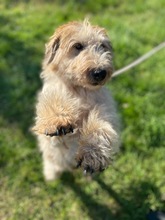 SUSI, Hund, Foxterrier in Ungarn