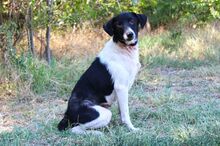 SEBASTIAN, Hund, Border Collie-Terrier-Mix in Ungarn