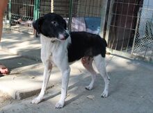 SEBASTIAN, Hund, Border Collie-Terrier-Mix in Berlin - Bild 2